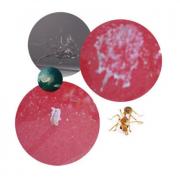 Nước rửa xe Chemical Guys CWS_104