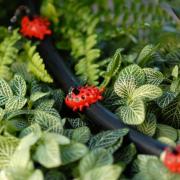 Vòi tưới nhỏ giọt con bọ Antelco