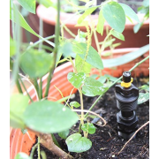 Vòi tưới nhỏ giọt Antelco Mist đen-vàng ren ngoài 21mm