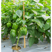 Màng phủ nông nghiệp Nhựa Rạng Đông khổ 1,4m