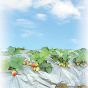 Màng phủ nông nghiệp Nhựa Rạng Đông khổ 1,4m