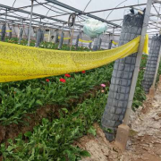 Bẫy côn trùng vàng Israel 2 mặt keo