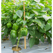 Màng phủ nông nghiệp Nhựa Rạng Đông khổ 0,9m; dày 15 mic