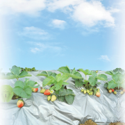 Màng phủ nông nghiệp Nhựa Rạng Đông khổ 0,7m; dày 15 mic